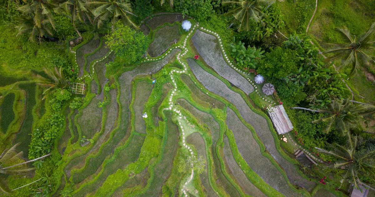 Ubud pirinç terasları, yeşil katmanlar